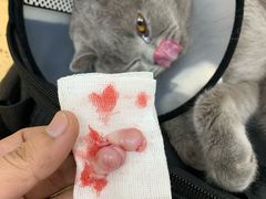 -伟伟宠物医院·瑞派猫友好医院·猫科(光谷店)