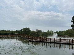 -大湾区中央湿地公园