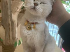 -唐小姐の私宠·宠物洗护美容·撸猫馆·购宠(周浦万达旗舰店)