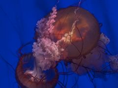 -上海海洋水族馆