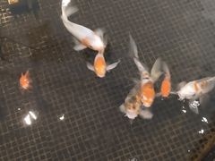 -唐廊烤鸭店(工体店)