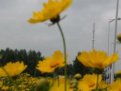 -莲花山花海