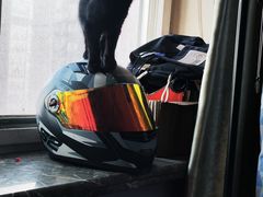 -米苏动物医院·犬猫专科·骨科外科内窥镜