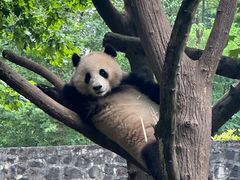 -都江堰中华大熊猫苑