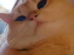 -猫大福·Fortune Cat猫舍(百子湾店)