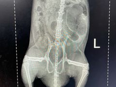 -瑞派·关忠动物医院·异宠专科·犬猫肿瘤·皮肤专科(望京店)