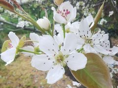 -树山生态村