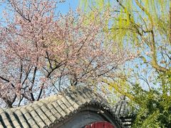 -桃花堤公园