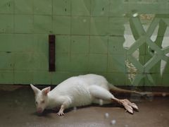 -上海动物园(地铁站)