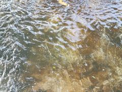 金樽-北京龙庆四季香农家饭庄·灶台鱼·碳烤虹鳟鱼(龙庆峡店)