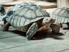 -大连森林动物园