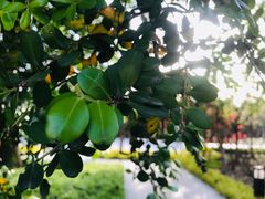 -上海市龙华烈士陵园