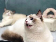 -芭比堂动物医院·24小时·眼科中心(深圳中心)