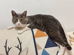 -天使宠物医院·犬猫分诊(彩虹店)