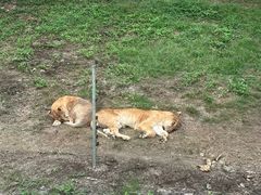 -深圳野生动物园