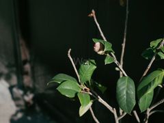 -川沙古镇-停车场
