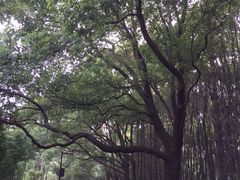 -同里国家湿地公园