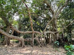 -中国科学院西双版纳热带植物园