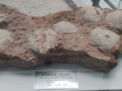 -中国地质大学逸夫博物馆