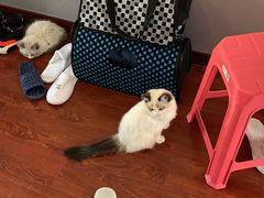 -美联众合宠物医院·爱萌分院·内外科·猫科中心