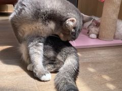 -MOCHA明星猫咖(田子坊店)