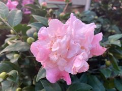 -双季花艺园艺市场(浦东店)
