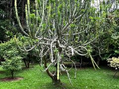 -中国科学院西双版纳热带植物园