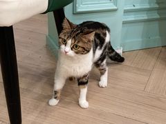 -安格丽娜·狗咖·猫咖羊驼咖(春熙路百盛商场店)