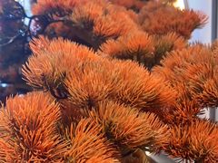 -小徽舟臭鳜鱼(雅清街店)