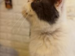 -平行世界·猫咖(首经贸店)