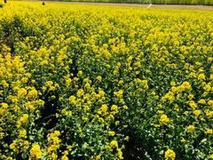 -天津武清北运河郊野公园房车露营地