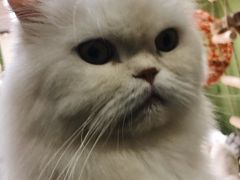 -猫亿天猫咖