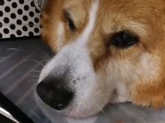 -爱妮康宠物医院·干细胞免疫细胞·肿瘤·心脏(张江店)