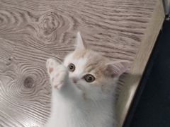 -宠物世家(仲盛世界商城店)