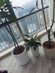 -HEYAN荷妍专业脱毛连锁机构