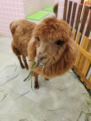 -Moni星球萌宠·小马宝莉·灵蛇·高端高阶全萌宠互动体验俱乐部(红豆国际广场店)
