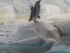 -上海海洋水族馆