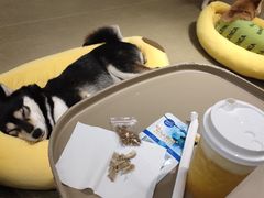 -逗柴咖啡屋·狗咖猫咖宠物桌游