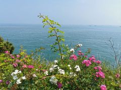 -小麦岛公园