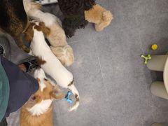 -有喵·猫咖·狗咖·30几只猫10只小狗(岗厦店)