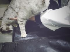 -暖阳宠物医院·犬猫康复中心·骨科