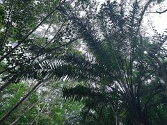-西双版纳原始森林公园
