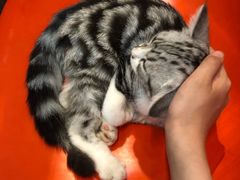 -猫咪博物馆(顶澳仔猫街店)