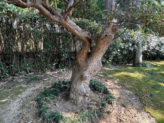 -东山雕花楼