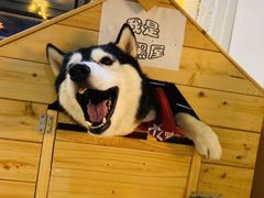 -Husky Go! 哈士奇体验馆·宠物咖啡厅狗咖