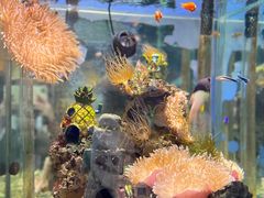 -太平洋海底世界