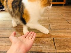 -more than meow吴止猫主题餐厅(承德 中船汇店)