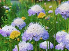 -花开海上生态园