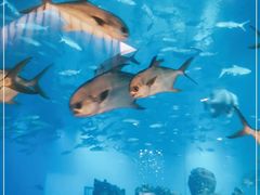 -海棠湾洲际-涛·海底餐厅·美人鱼·自助餐·海底隧道