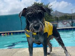 -趣玩宠物乐园寄养训犬训狗游泳池